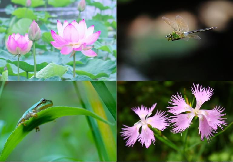 生物多様性コンサルティング